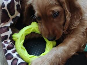 Продам кокер-спанієль.