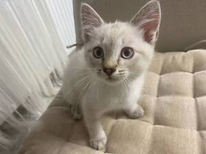 Продам кошеня дівчинку