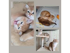 Продам кошенят породи Британська золота шиншила