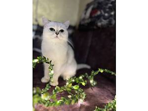 Продам кошенят.