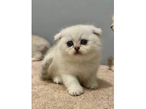 Продам кошенят сріблястої шиншили.