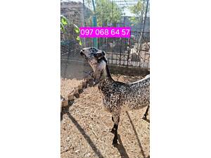 Продам козу Англо нубійську.