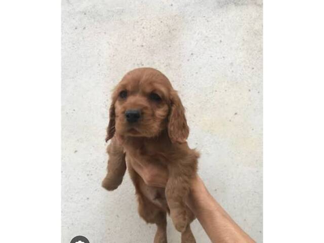 Продам красеня 3 місяці - Фото 1