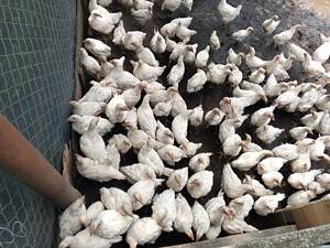 Продам курей бройлерів