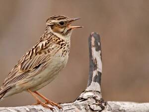 Продам лісового жайворонка Юла.