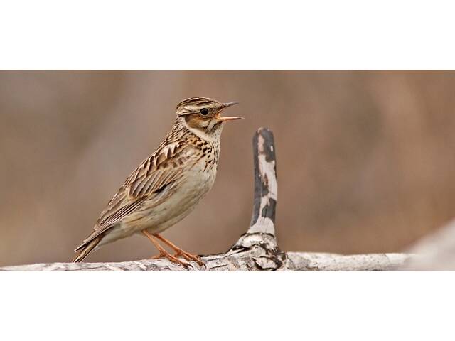 Продам лісового жайворонка Юла. - Фото 1