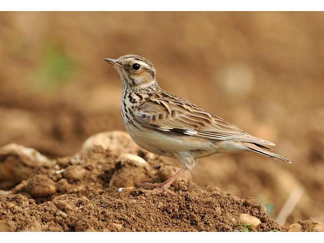 Продам лісового жайворонка Юла. - Фото 2