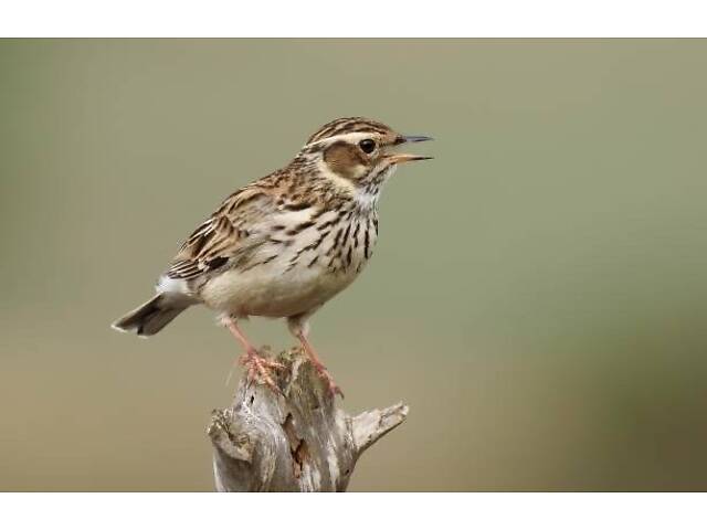 Продам лісового жайворонка Юла. - Фото 3