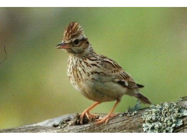 Продам лісового жайворонка Юла. - Фото 4