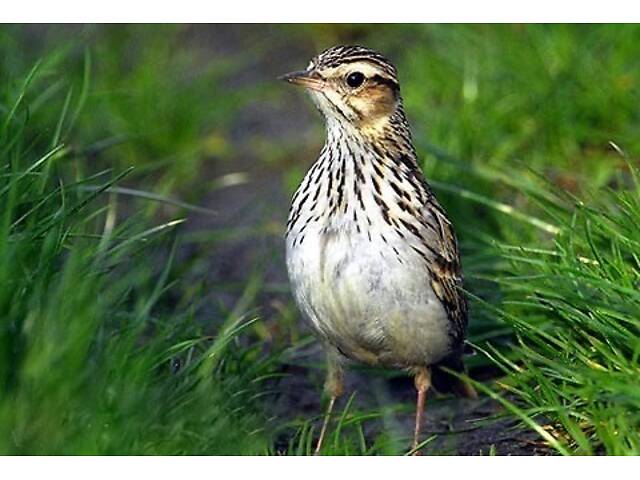 Продам лісового жайворонка Юла. - Фото 5