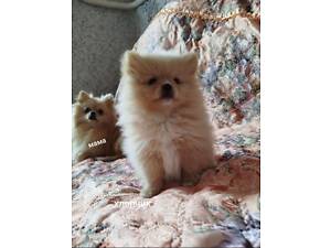 Продам маленьких ведмежат.