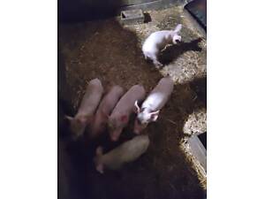 Продам малих поросят.