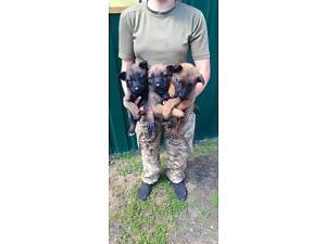 Продам Малінуа бельгійського вівчарка.