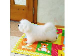 Продам мальтійського болончика.