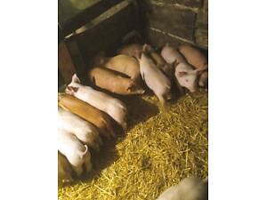 Продам малих поросят!