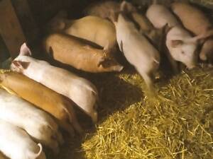 Продам малих поросят!