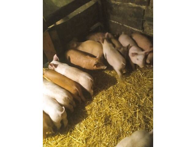 Продам малих поросят! - Фото 1