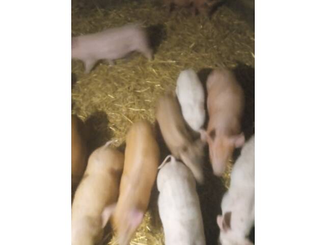 Продам малих поросят! - Фото 2