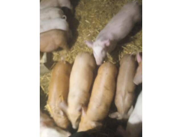 Продам малих поросят! - Фото 3