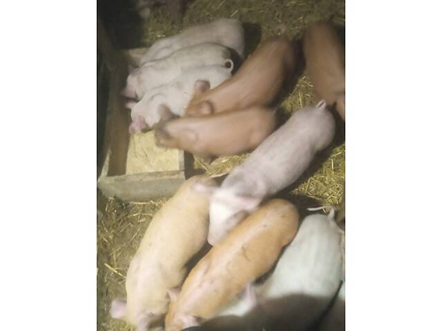 Продам малих поросят! - Фото 4