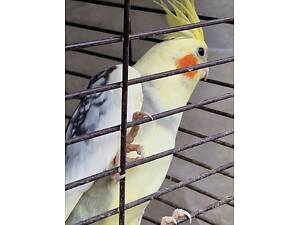 Продам малюків корел.