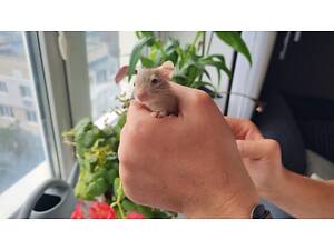 Продам дитинчат чилійської білки дегу.