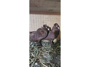 Продам миколаївських чубатих голубів.