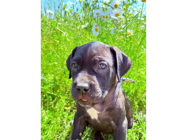 Продам милих Кане Корсо. - Фото 1