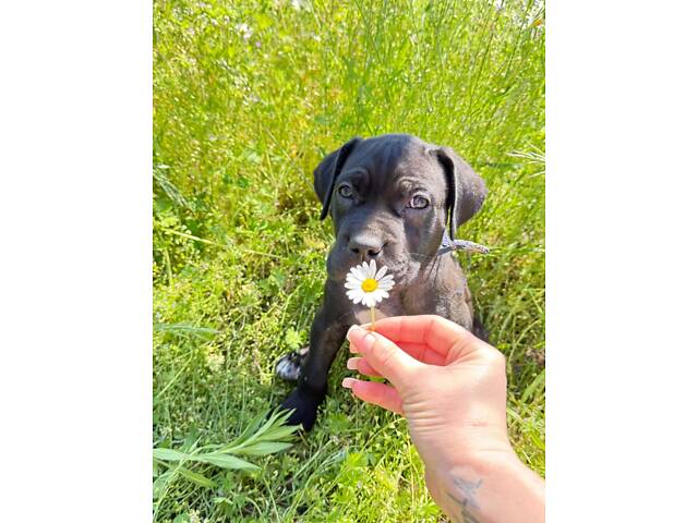 Продам милих Кане Корсо. - Фото 2