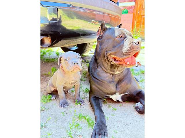 Продам милих Кане Корсо. - Фото 3