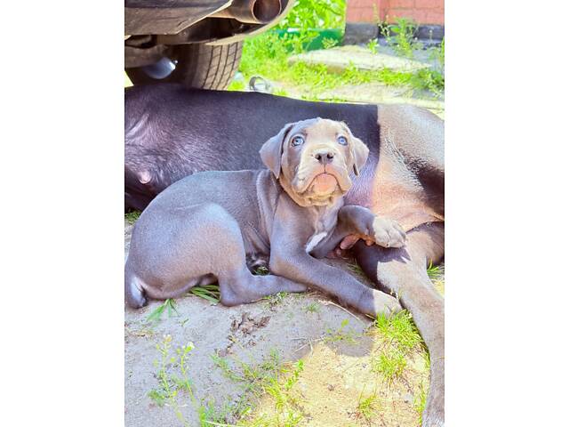 Продам милих Кане Корсо. - Фото 4