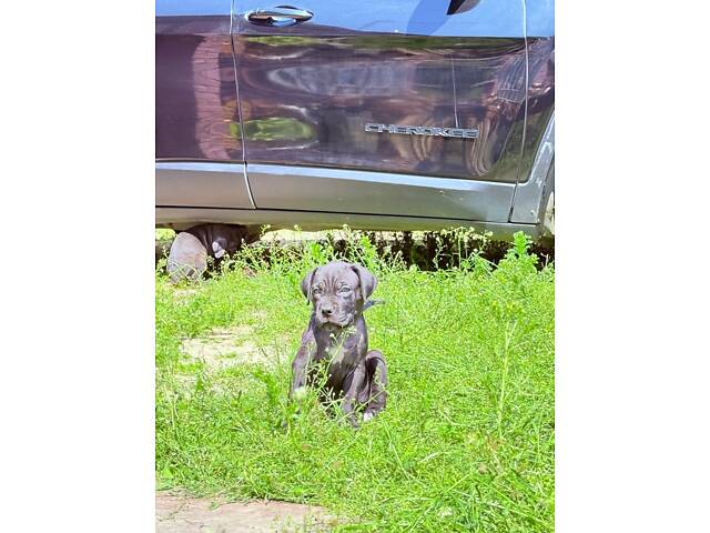 Продам милих Кане Корсо. - Фото 5