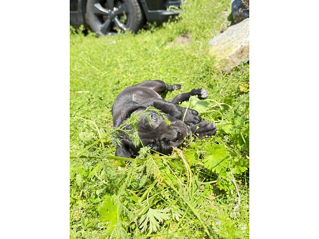 Продам милих Кане Корсо. - Фото 6