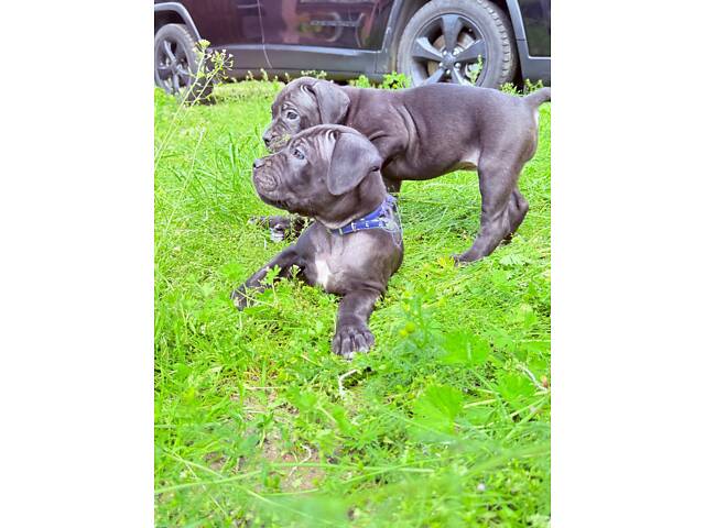 Продам милих Кане Корсо. - Фото 7