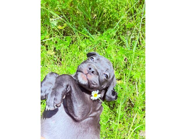 Продам милих Кане Корсо. - Фото 8