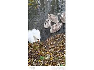 Продам Молодь Лебедя Шипуна