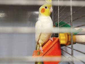 Продам молодь ручної корелли!