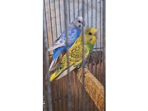 Продам молодых волнистых попугаев Кривой Рог 98квартал.