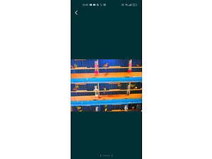 Продам молодих канарок