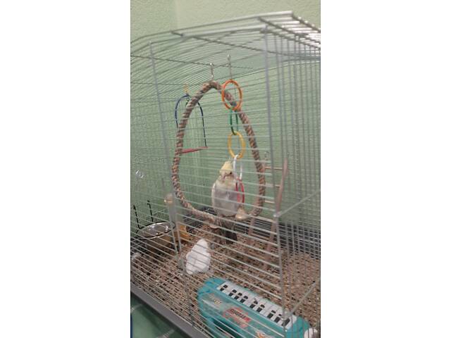 Продам молодого Корелло с большой клеткой. - Фото 1