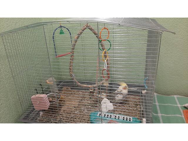 Продам молодого Корелло с большой клеткой. - Фото 2