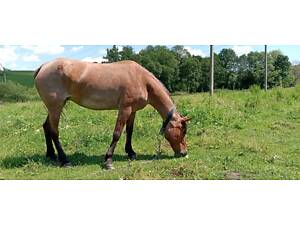 Продам робочу кобилу