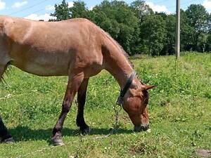 Продам робочу кобилу