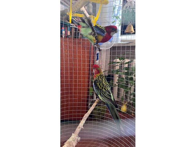 Продам самця папуги Розела строката - Фото 2