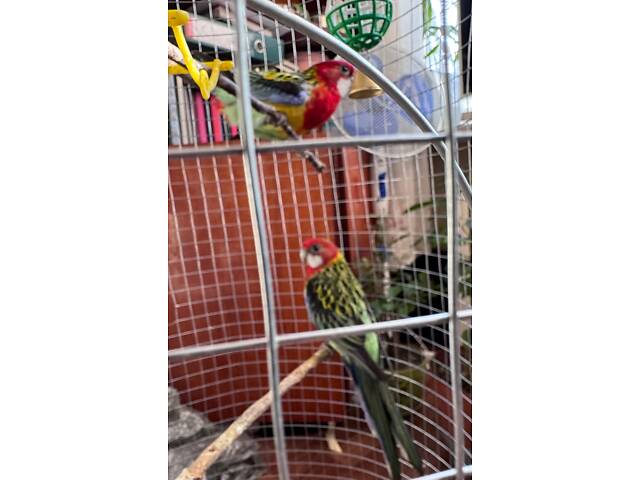 Продам самця папуги Розела строката - Фото 3