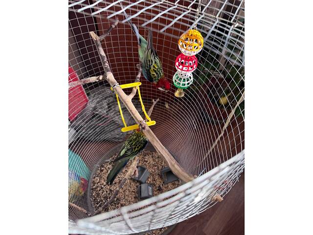 Продам самця папуги Розела строката - Фото 4