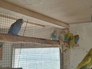 Продам молодых волнистых попугаев.