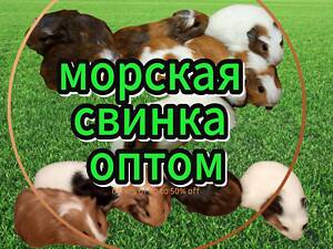 Продам морських свинок оптом