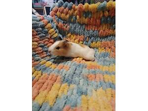 Продам морських свинок.