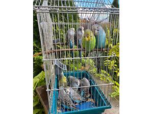 Продам напівчеха